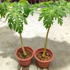 Giant Papaya Seedling (Jungpflanze) . Ca 40 -60 Cm .Thailand . Bio. ?