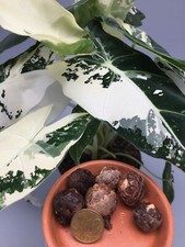 Sehr große Alocasia Frydek