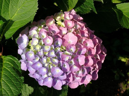 Gartenhortensie bouquet rose - gartenhortensie,