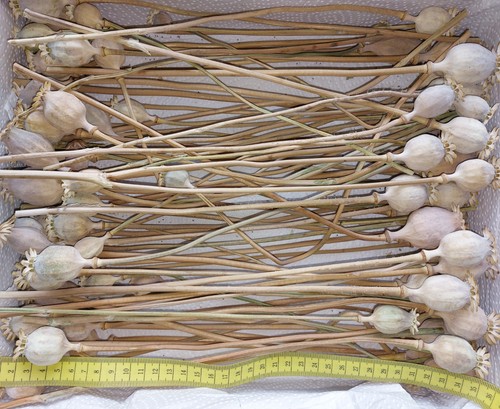 Mohnkapseln zum basteln - 80,