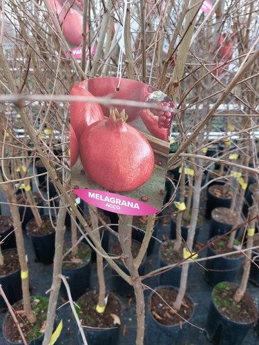 Granatapfel punica granatum - granatapfel,
