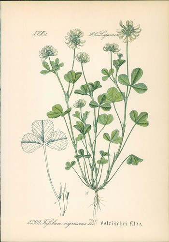 Chromolithographie - ,