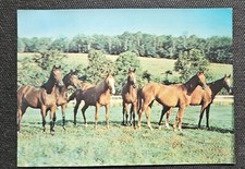 Pferdepostkarte, AK Pferde