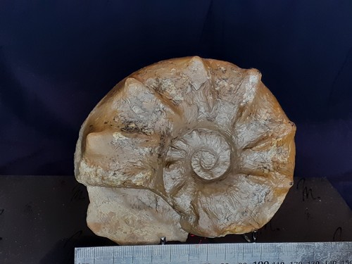 020 schöner ammonit ceratites - schöner,