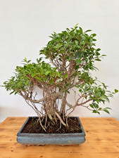Zimmerbonsai Ficus retusa immergrün pflegeleicht 5248 Anfänger geeignet Solitär