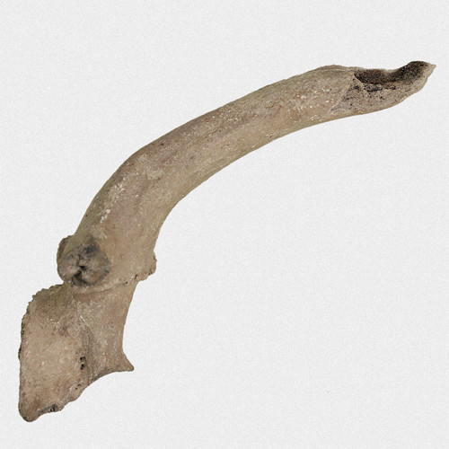 Fossil damhirsch geweihstange - fossil,