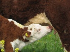Foto 6x4 Milch ist das Beste! Hardington Mandeville This Hereford calf is a c2009