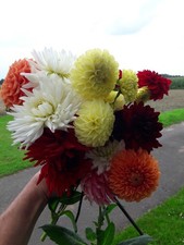 Dahlien Knollen 35 Stück