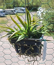 Neofinetia japanische - neofinetia,