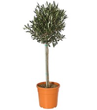 Olivenbaum Stämmchen mit