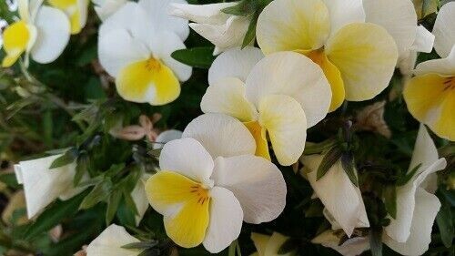 Hornveilchen viola cornuta - hornveilchen, *