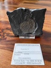 Fossilien Ammonit