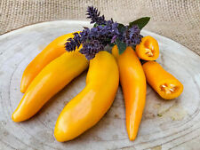 Bulgarian Carrot Chili 15 Samen aus Bulgarien Schärfe 5 dickfleischige Früchte