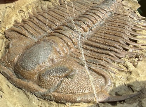 Damesella paronai - cm,