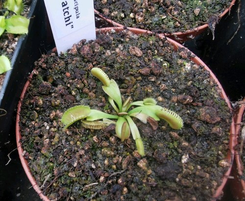 Dionaea muscipula gj - muscipula, 'gj