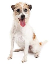 Aufkleber Sticker Jack Russell