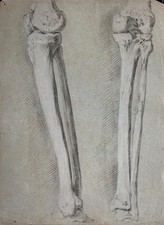 Knochen Bein Akademische