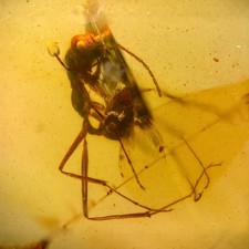 HÖLLENAMEISE Haidomyrmex in Burmesisch / Burmite Amber Fossil / 100% echter Bernstein