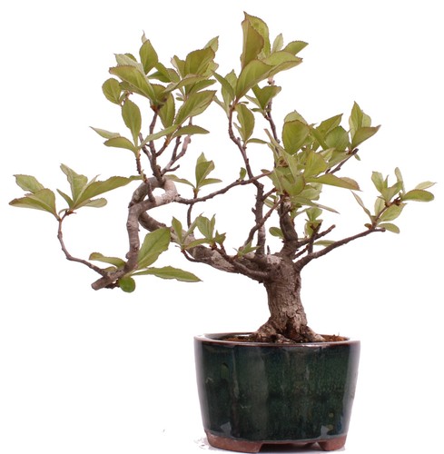 Bonsai pourthiaea villosa - villosa,