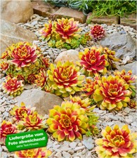 Sempervivum "Gold Nugget®",1 Pflanze