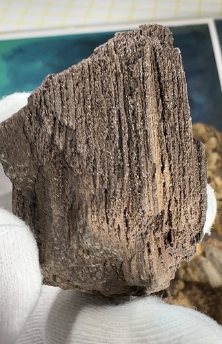 Zwenkauer holz fossil - zwenkauer,