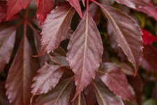 Parthenocissus quinquefolia