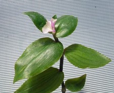 Tradescantia „Blushing