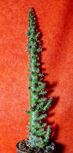 Cylindropuntia subulata cm - ,
