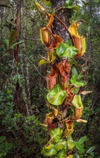 NEPENTHES VEITCHII –