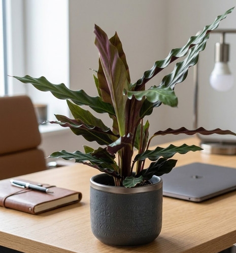 Calathea rufibarba - calathea,