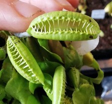 Dionaea muscipula "Ramesse I", fleischfressende Pflanzen, Venusfliegenfalle,