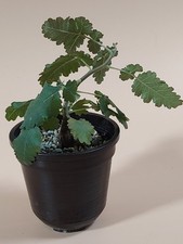 Boswellia  scopulorum - Weihrauch -  Jemen PFLANZE