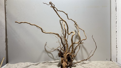 Drachenwurzel curl wurzel - drachenwurzel,,