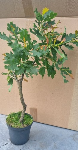 Eichen bonsai eichenbaum - eichenbaum,