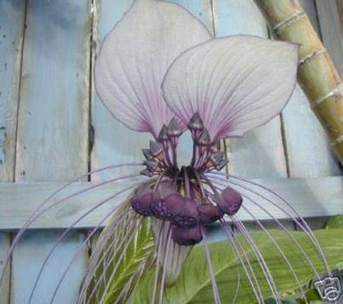 Samen fledermausblume die - samen,