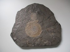 Ammonit auf Schiefer