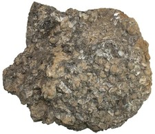 Kambrium Trilobitenschwemmung mit Olenus truncatus Trilobit Väastergötland W90-5