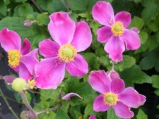 Staude Herbst Anemone hupehensis Splendens 9x9 cm Topf