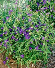 Tradescantia x andersoniana