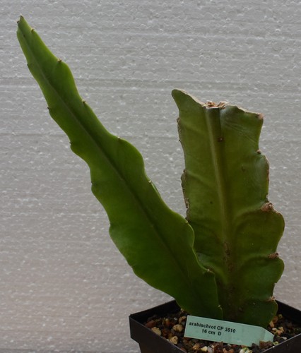 Epikaktus hybride - epikaktus, hybride,