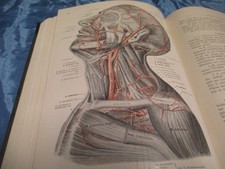 Rauber / Kopsch , Lehrbuch der Anatomie  von  1911 , Muskeln , Gefässe , Antik