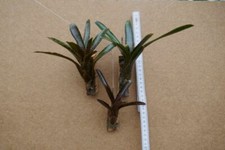 Neoregelia adonis aufgebunden - neoregelia, adonis,aufgebunden