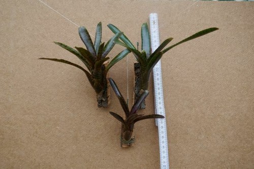 Neoregelia adonis aufgebunden - neoregelia, adonis,aufgebunden