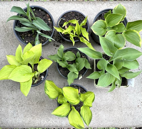 Kleine funkien hostas stück - funkien,