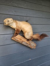 Ausgestopfter Marder