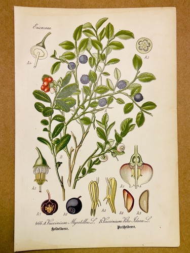 1886 antik bilder lithographie - antik,