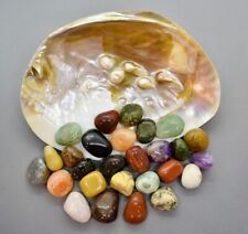 SET: GROßE MUSCHEL mit PERLEN