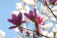 Magnolia soulangiana 'Starburst', Tulpen-Magnolie, rosa-weiß, 50–60 cm