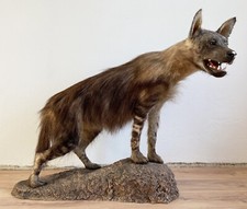 Braune Hyäne Hyaena Brunnea Schabrackenhyäne echtes Tierpräparat aus Südafrika