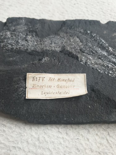 Fisch fossil mansfeld - fisch,
